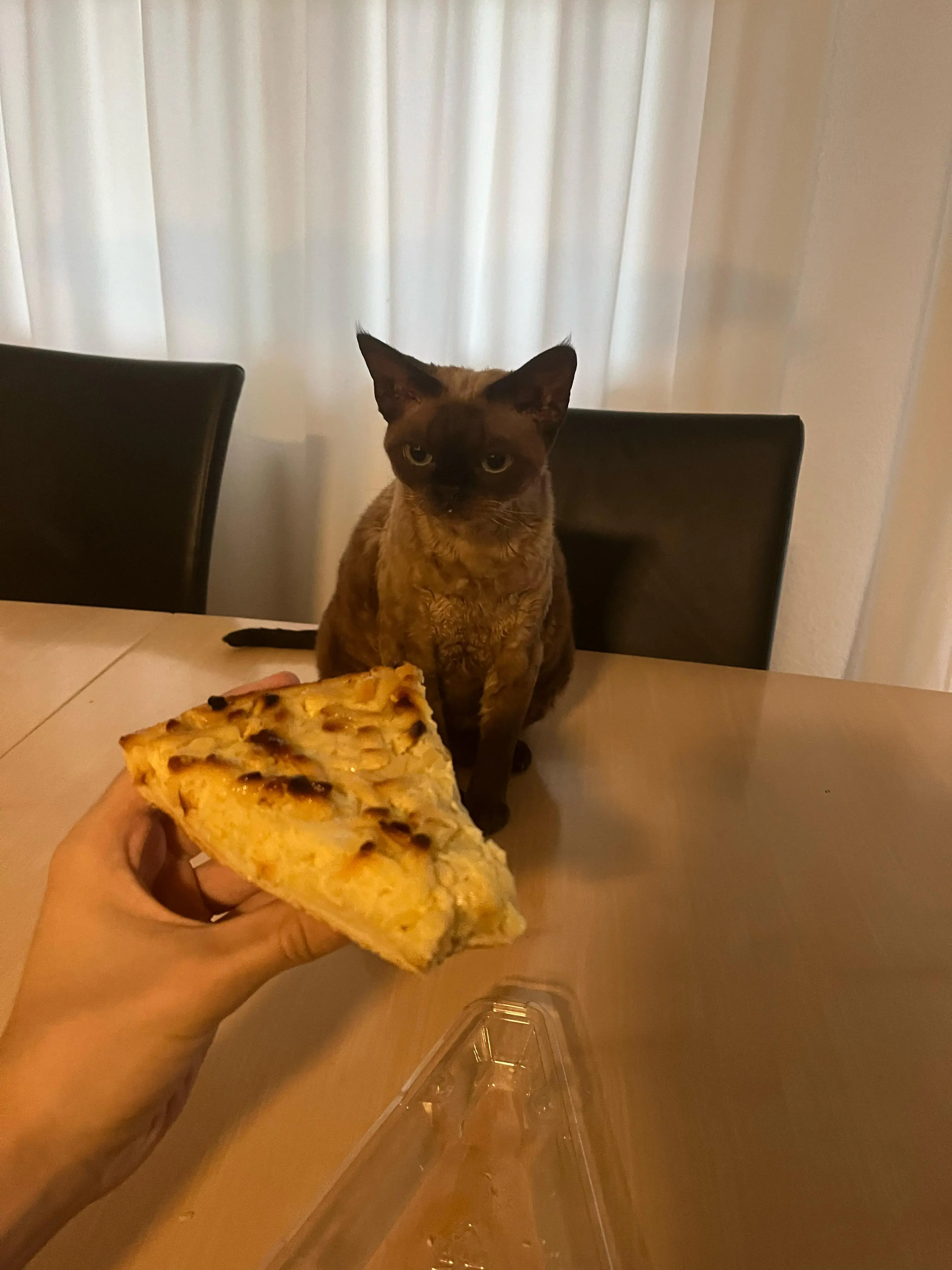 Cat eating apple cake