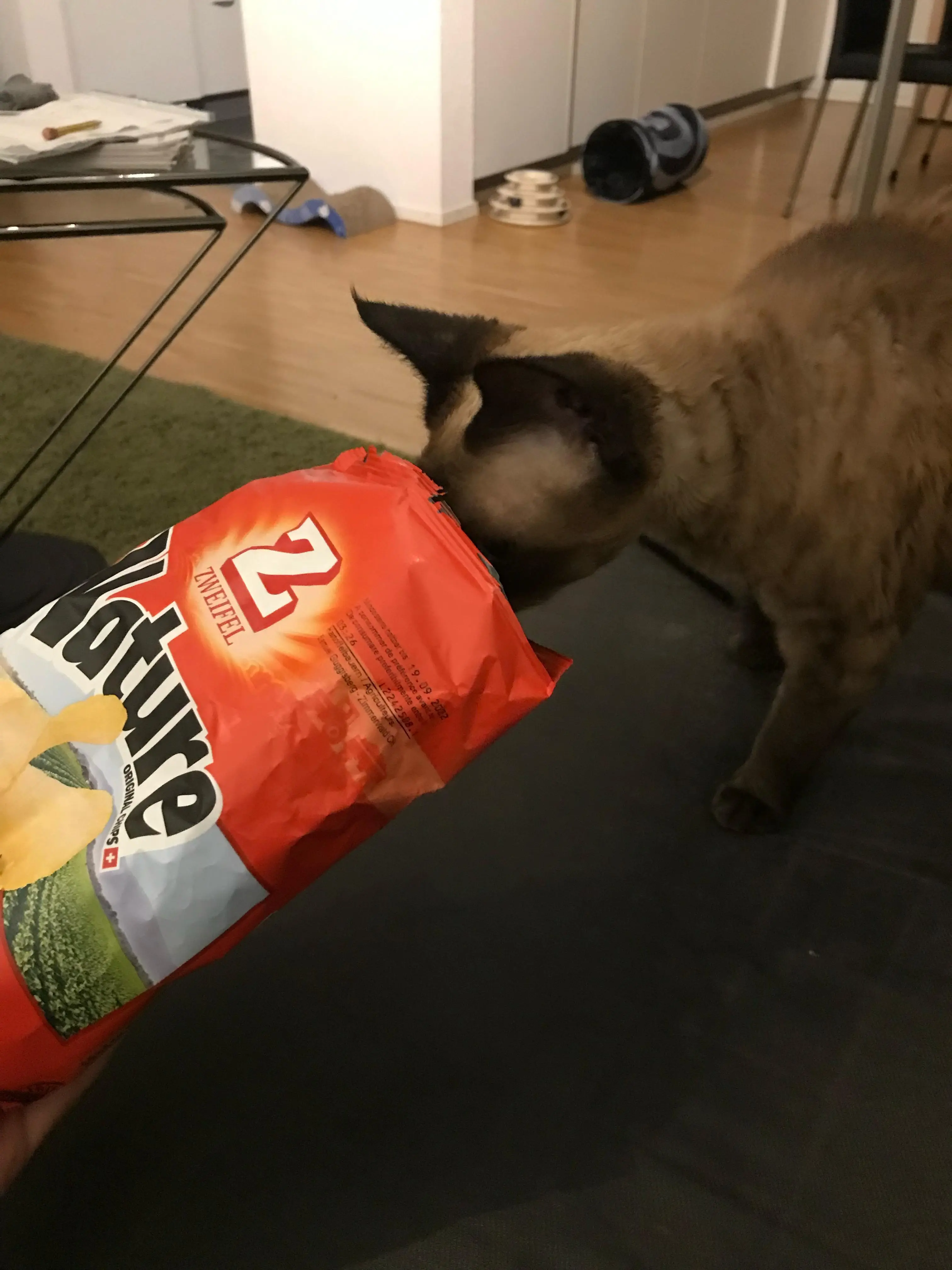 Cat looking at chips bag