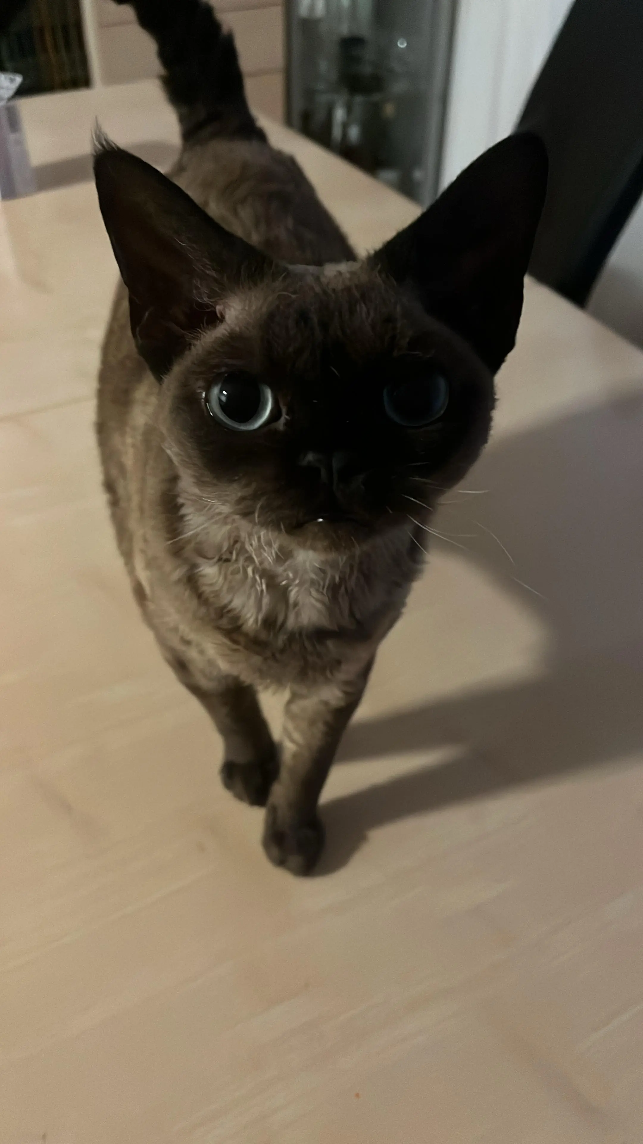 Cat looking into the camera